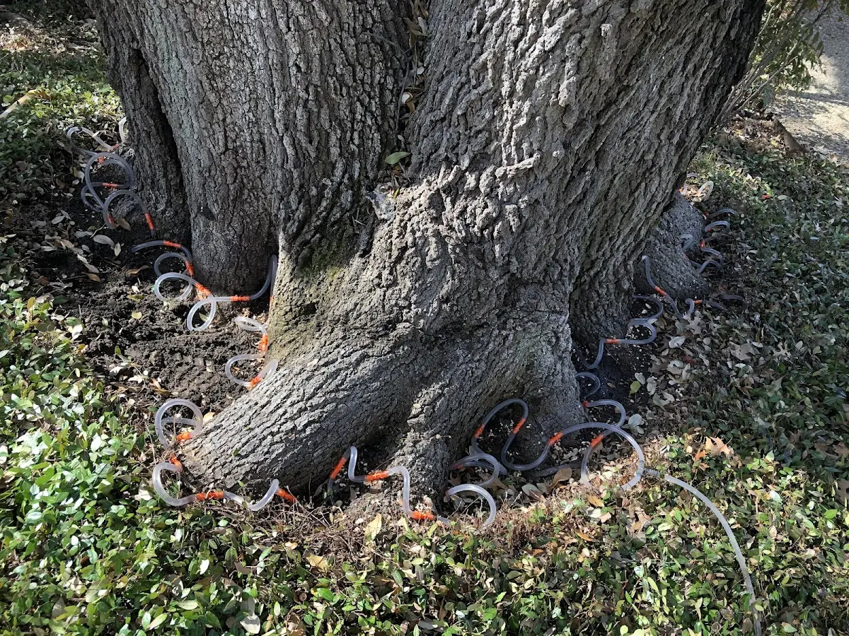 Detailed Tree Cabling and Bracing job site in Lake Como