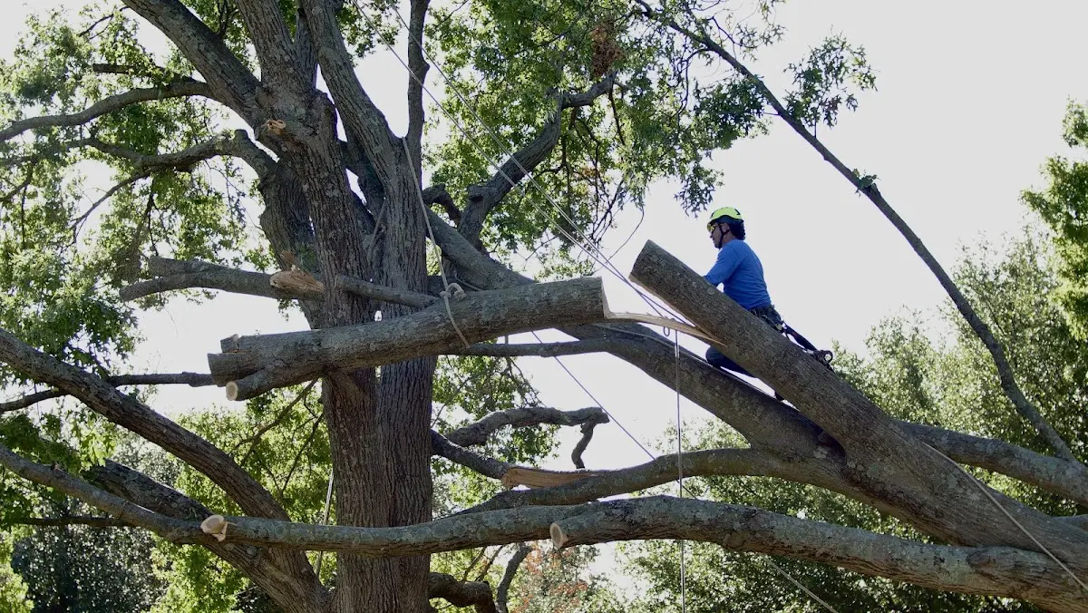 Professional Crown Thinning performed by certified arborists in Lake Como