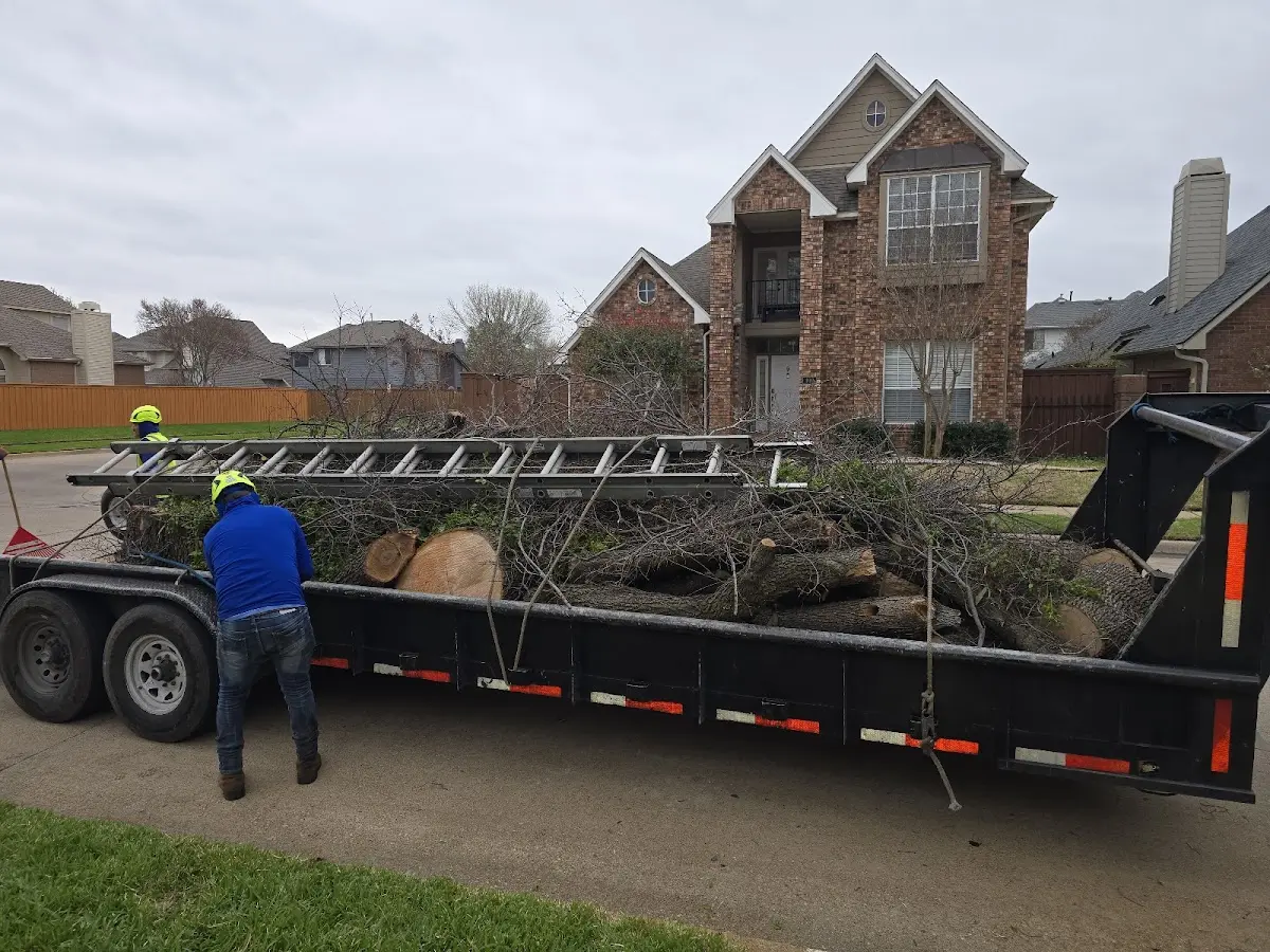 Expert Tree Removal with proper safety equipment in Lake Como